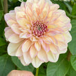 Load image into Gallery viewer, Kotara Dahlia Tuber
