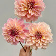 Load image into Gallery viewer, Kotara Dahlia Tuber
