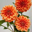 Load image into Gallery viewer, Kwinana Gold Dahlia Tubers

