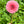 Load image into Gallery viewer, Mandalay Dahlia Tuber
