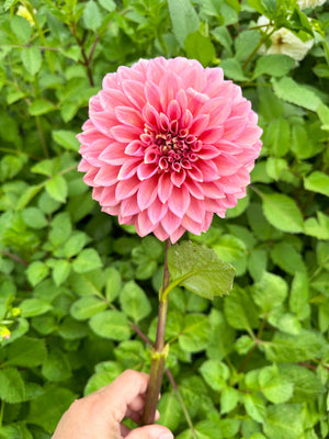 Mandalay Dahlia Tuber
