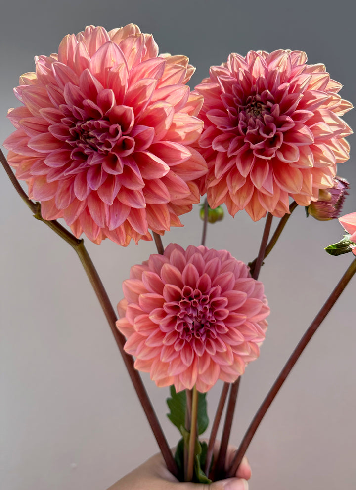 Mandalay Dahlia Tuber