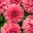 Load image into Gallery viewer, Mandalay Dahlia Tuber
