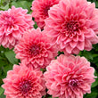 Load image into Gallery viewer, Mandalay Dahlia Tuber
