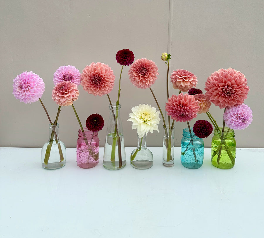 Mandalay Dahlia Tubers