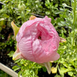 Load image into Gallery viewer, MARSHMALLOW RANUNCULUS
