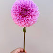 Load image into Gallery viewer, Marshmallow Dahlia Tubers
