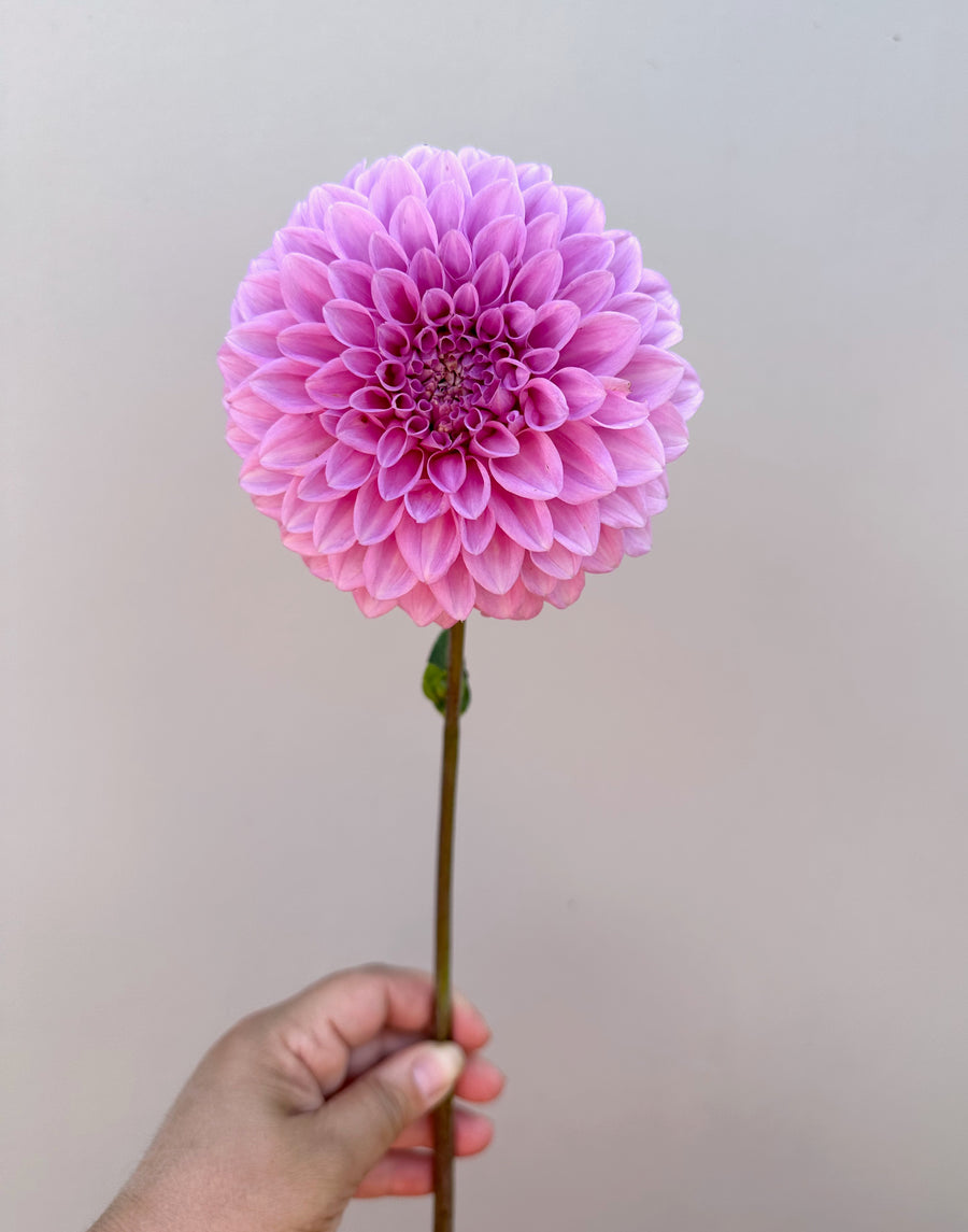 Marshmallow Dahlia Tubers