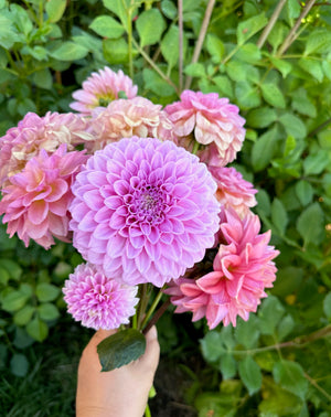 Marshmallow Dahlia Tubers