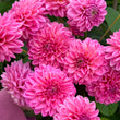 Load image into Gallery viewer, Pink Show Dahlia Tubers
