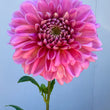 Load image into Gallery viewer, Pink Show Dahlia Tubers
