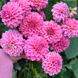 Load image into Gallery viewer, Pink Show Dahlia Tubers
