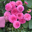 Load image into Gallery viewer, Pink Show Dahlia Tubers
