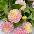 Load image into Gallery viewer, Florelie Pirouette Dahlia Tuber
