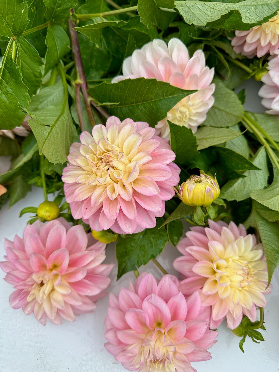 Florelie Pirouette Dahlia Tuber