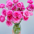 Load image into Gallery viewer, Pink Ranunculus
