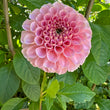 Load image into Gallery viewer, Salmon Joy Dahlia Tuber
