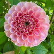 Load image into Gallery viewer, Salmon Joy Dahlia Tuber
