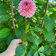 Load image into Gallery viewer, Salmon Joy Dahlia Tuber
