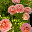Load image into Gallery viewer, Salmon Ranunculus
