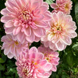 Load image into Gallery viewer, Sandy Dahlia
