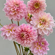 Load image into Gallery viewer, Sandy Dahlia
