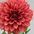 Load image into Gallery viewer, Tiger Bey Dahlia Tuber
