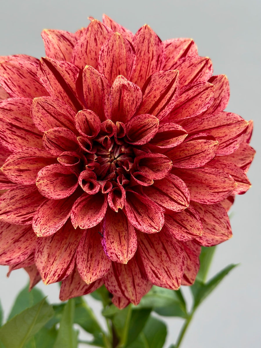 Tiger Bey Dahlia Tuber