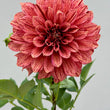 Load image into Gallery viewer, Tiger Bey Dahlia Tuber

