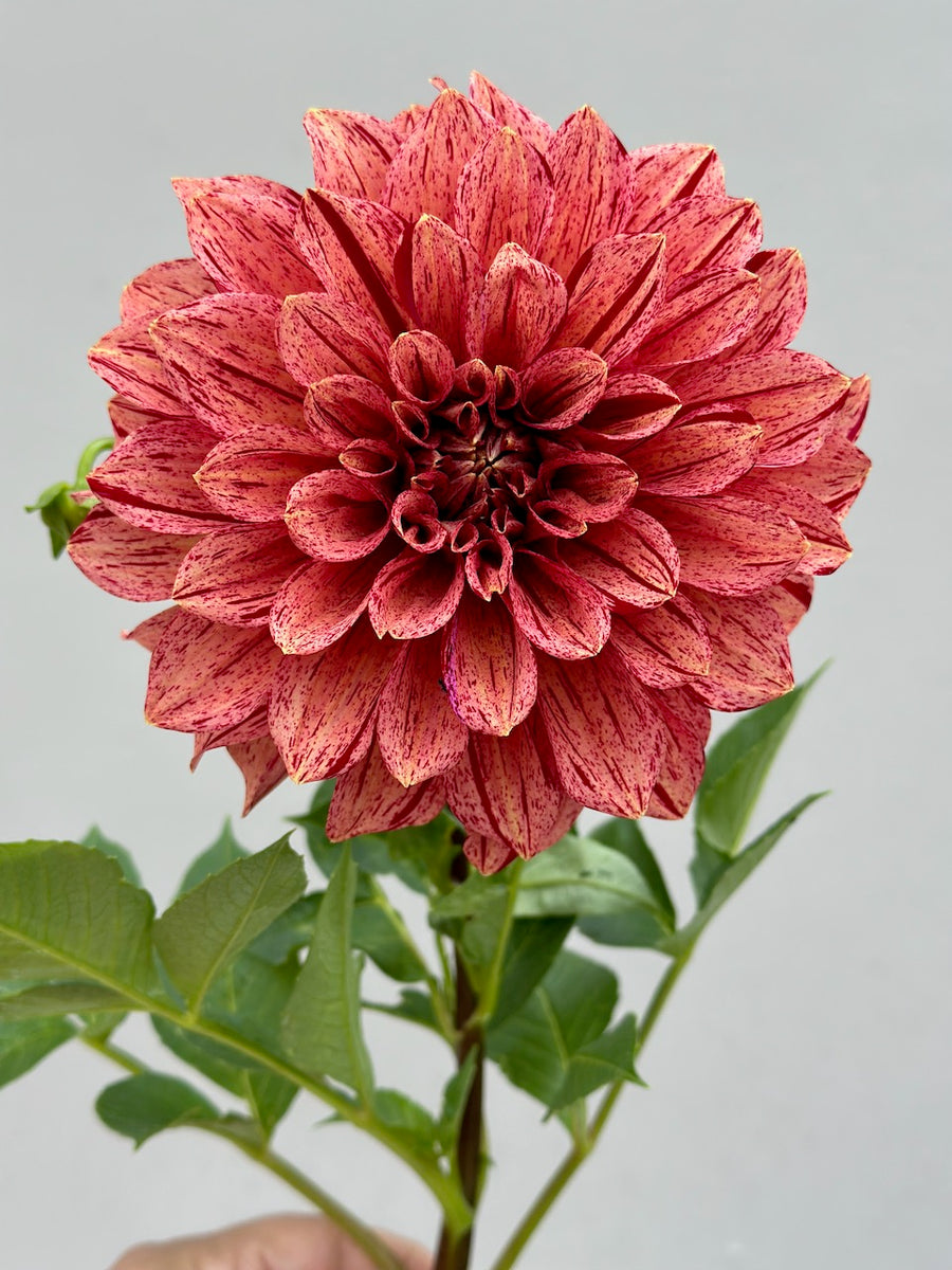 Tiger Bey Dahlia Tuber