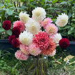 Load image into Gallery viewer, Tiger Bey Dahlia Tuber
