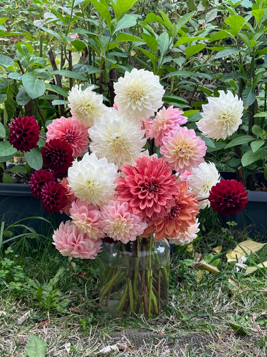 Tiger Bey Dahlia Tuber