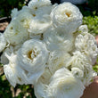 Load image into Gallery viewer, White Ranunculus
