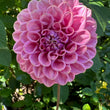 Load image into Gallery viewer, Winkie Truffle Dahlia Tubers

