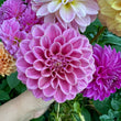 Load image into Gallery viewer, Winkie Truffle Dahlia Tubers
