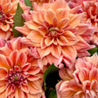 Load image into Gallery viewer, Winkie Whopper Dahlia Tubers
