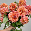 Load image into Gallery viewer, Winkie Whopper Dahlia Tubers
