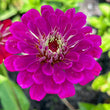 Load image into Gallery viewer, Zinnia Elegans Purple Prince

