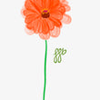 Load image into Gallery viewer, Zinnia Elegans Oriole Orange &amp; Gold
