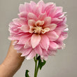 Load image into Gallery viewer, Cerise Rosebud Dahlia Tubers
