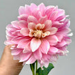 Load image into Gallery viewer, Cerise Rosebud Dahlia Tubers
